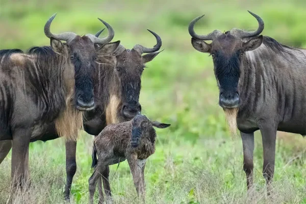 A new Born Calf During Calving Season