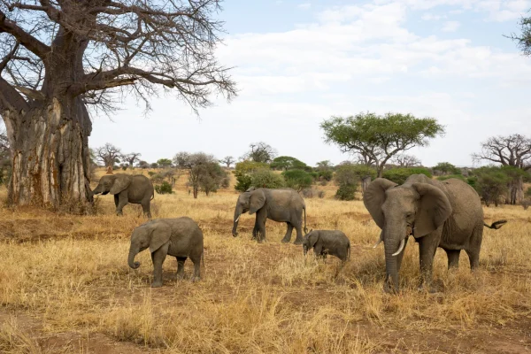 African Bush Elephant at Tarangire National Park