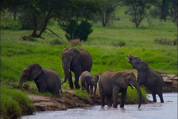 Beautiful Group of Elephants Drinking water at Tarangire National Park
