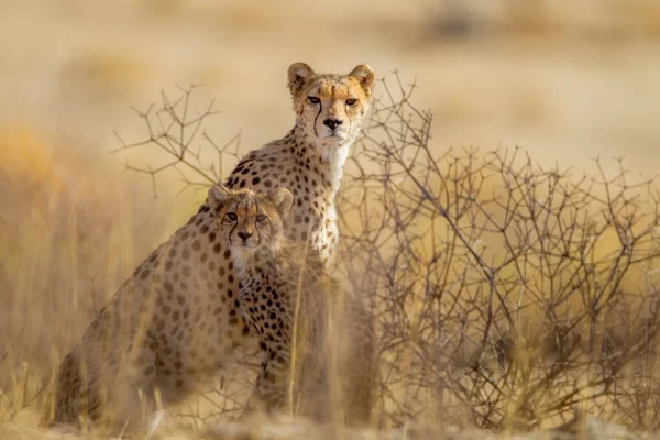 Beautiful-cheetahs at -serengeti