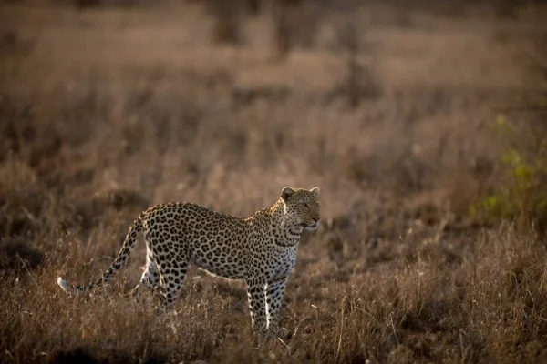 Beautiful-shot-african-leopard-at Serengeti National Park
