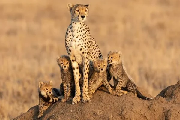 Cheetah and His Cub at Serengeti