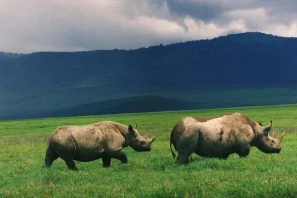 Close Up View of Rhino at Ngorongoro Crater