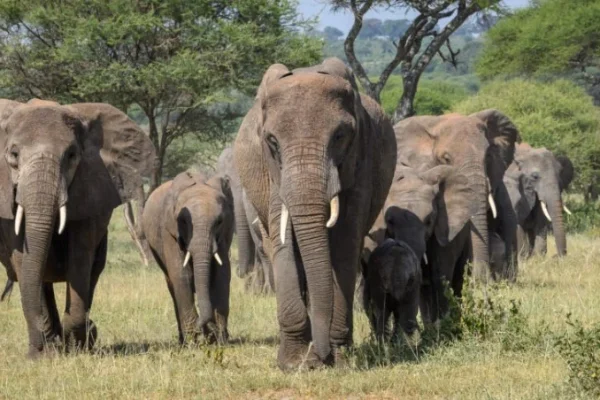 Close Up view shots Of Elephants at Tarangire