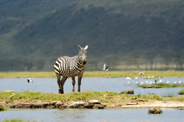 Close up shot of zebra at Ngorongoro Crater