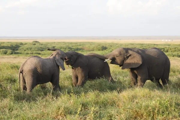 Closeup shot of group-elephants-at Ngorongoro Crater