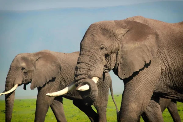 Elephants Captured at Ngorongoro