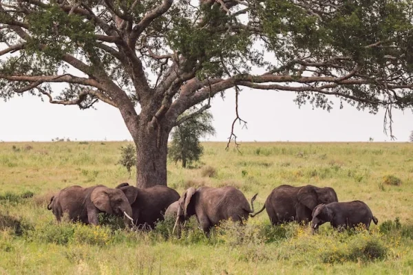 Elephants Herds at Lake Manyara National Park