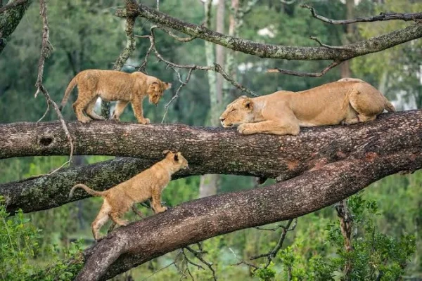 Famous Climbing Trees Lion-Lake Manyara
