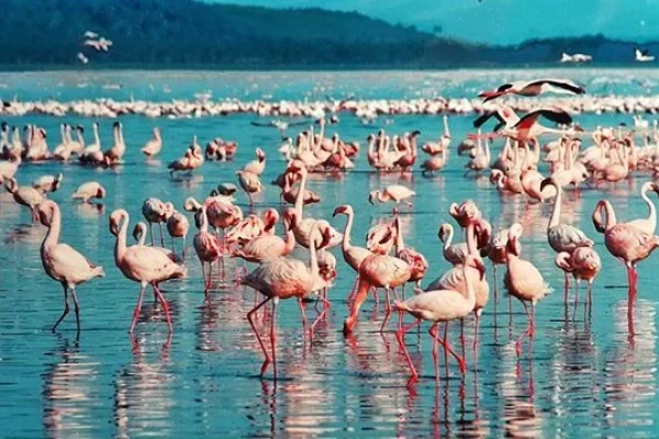 Flamingos -Lake Manyara National Park