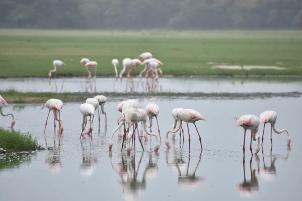 Flamingos at Ngorongoro Crater
