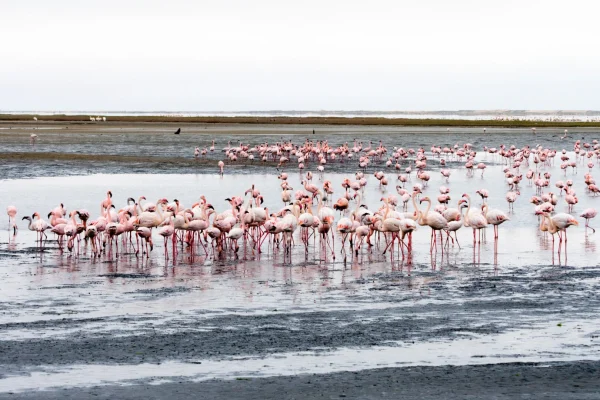 Flamingos lake -Manyara