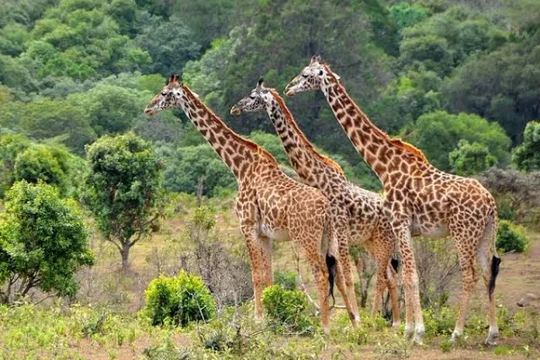 Giraffes Spotted at Laka Manyara National Park