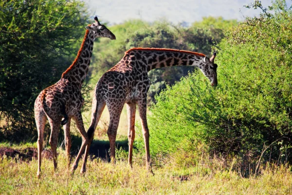 Giraffes-grazing-at Lake Manyara National Park