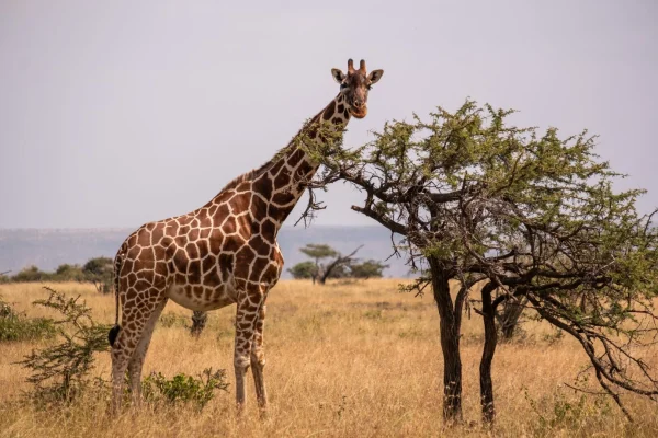 Girraffe Spotted at Tarangire National Park