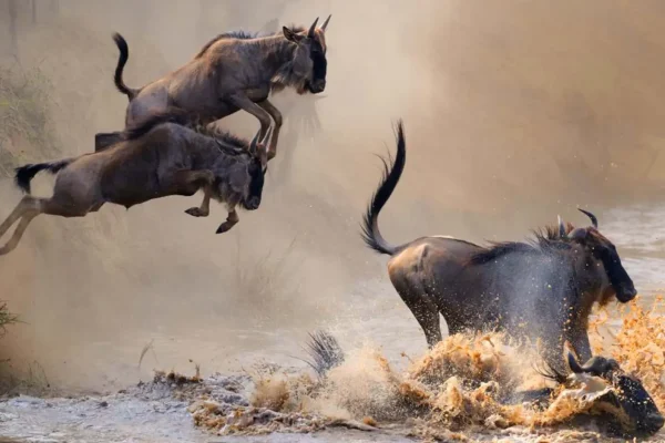 Great Migration River Crossing Photo 1