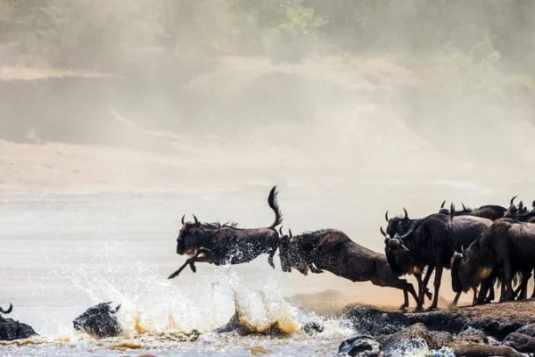 Great Migration River Crossing Photo 2
