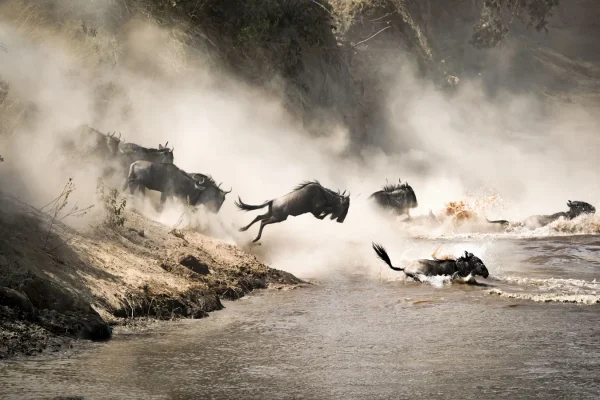 Great Migration River Crossing Photo 3