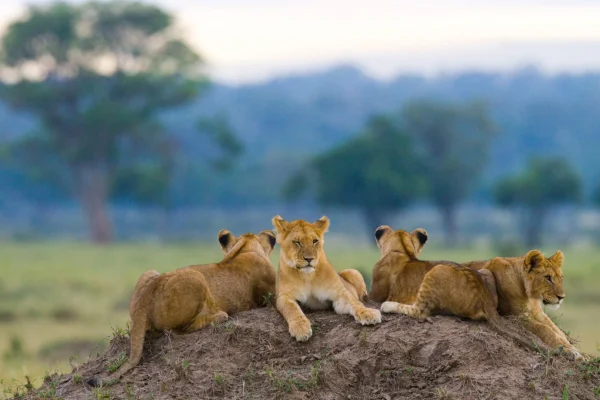 Group Of Lion Resting in Serengeti National Park