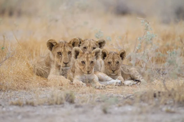 Group-cute-baby-lions-lying at Serengeti National Park