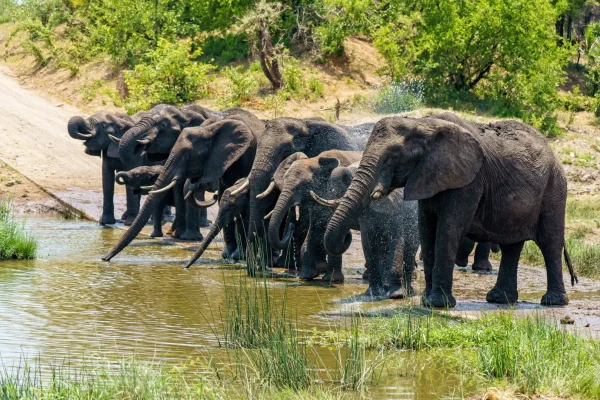 Group of Elephants drinking Water at Serengeti