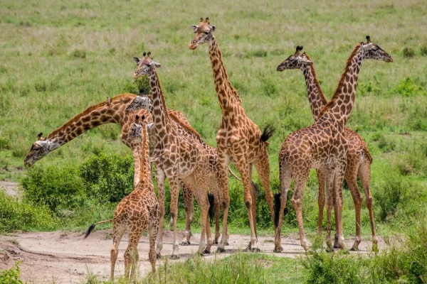 Group of -giraffes-savannah at Serengeti National Park