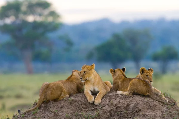 Group-young-lions-resting at-serengeti