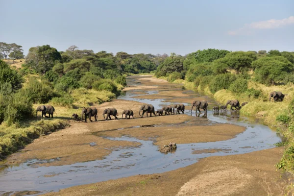 Herds ELephants Best Shots at Tarangire National Park