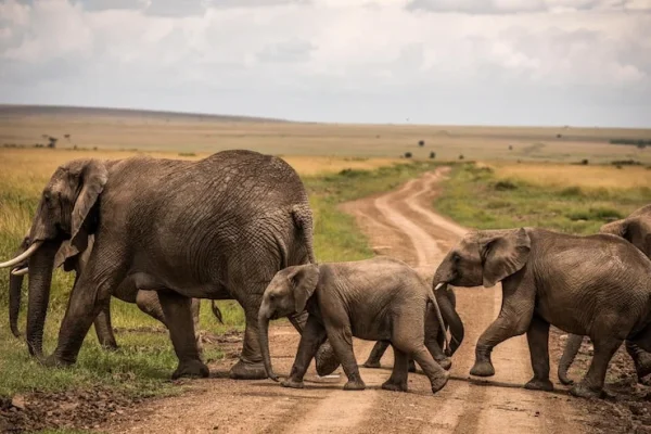 Herds Elephants at Tarangire National Park