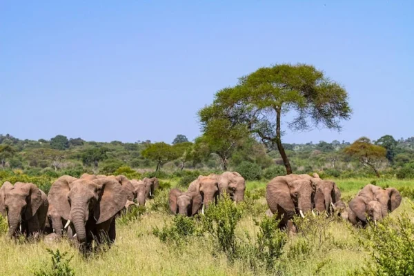 Herds Of Elephants Spotted at Tarangire National Park