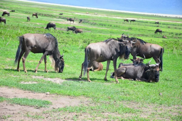 Herds of Wildbeest Grazing at Ngorongoro crater