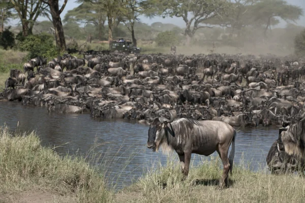 Herds of Wildbeest at Serengeti National Park