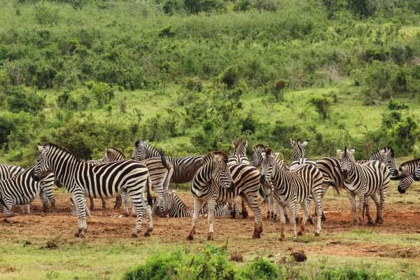 Herds of Zebra at Tarangire National Park