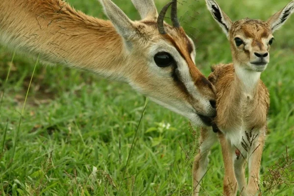 Impala New Baby Born