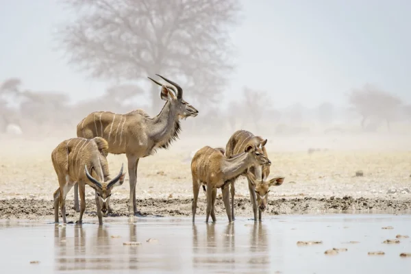 Kudus at Tarangire National Park