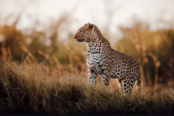 Leopard Spotted at Serengeti