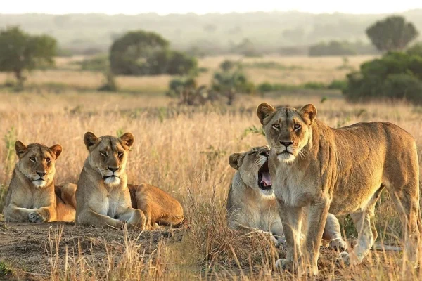 Lion Captured During Calving season
