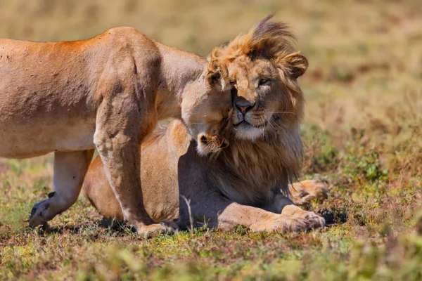 Lion-love