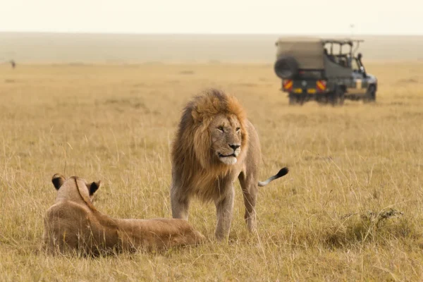 Lion-safari