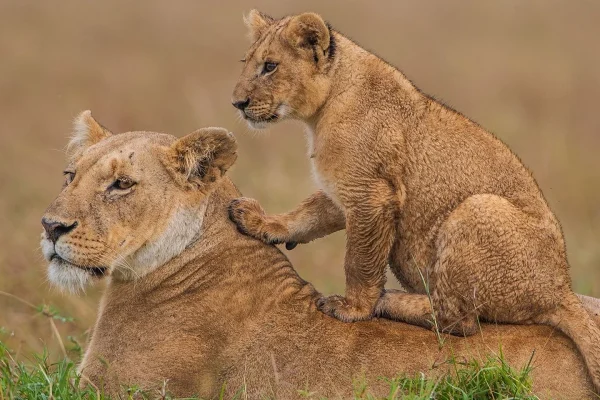 Lions Vs Cub at Serengeti National Park