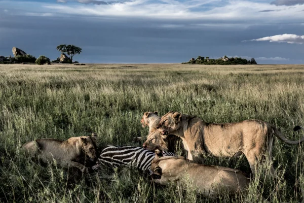 Male-female-lions-eating-zebras-serengeti at Serengeti National Park