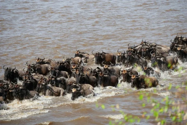 Migration River Crossing Photo 1