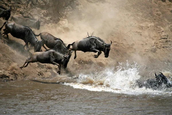 Migration River Crossing Photo 2