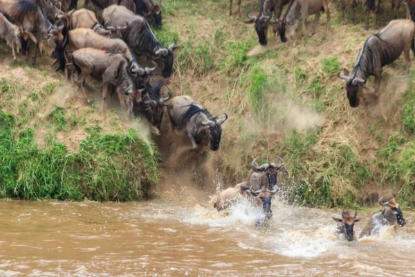 Migration River Crossing Photo 3