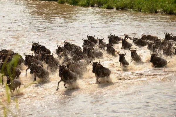Migration River Crossing Photo 4