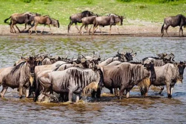 Migration River Crossing Photo 5