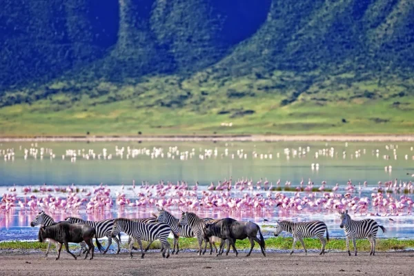 Ngorongoro Crater - Zebras - Flamingos & Wilderbeests