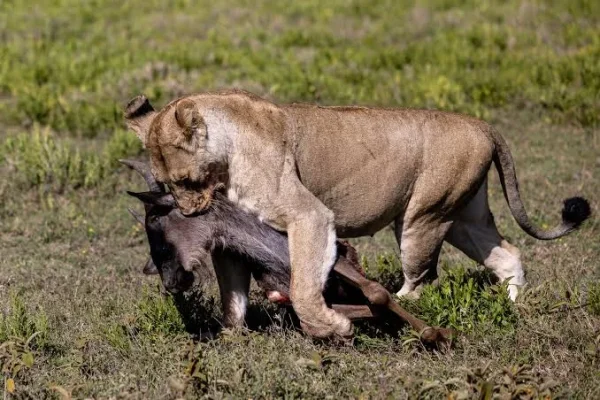 Predator in Action During Calving Season