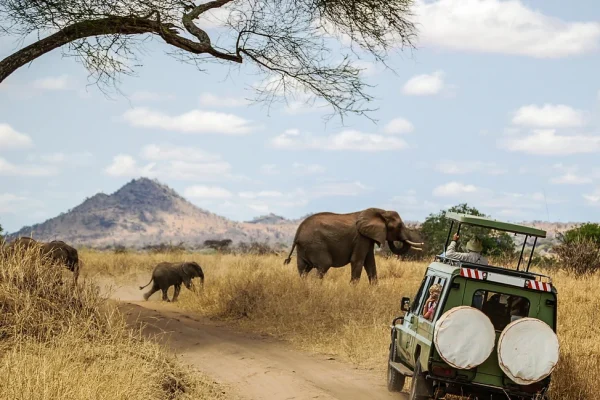 Safari-Car-Elephants-Walking-2