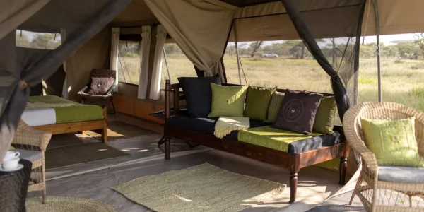Serengeti North Wilderness Room Setup